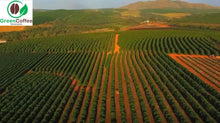 Load image into Gallery viewer, Guatemala plantation coffee