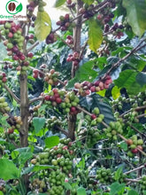 Load image into Gallery viewer, Java Kayumas Estate Green Unroasted