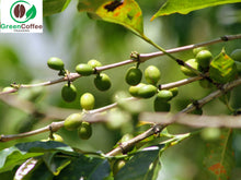 Load image into Gallery viewer, Nicaragua Red Honey - El Especial Microlot Green Unroasted