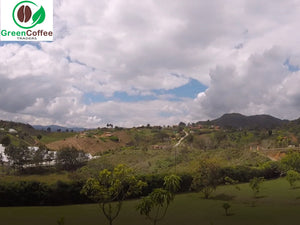 Colombian green coffee plantation